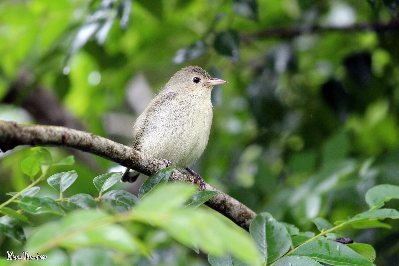 image Pale-billed Flowerpecker